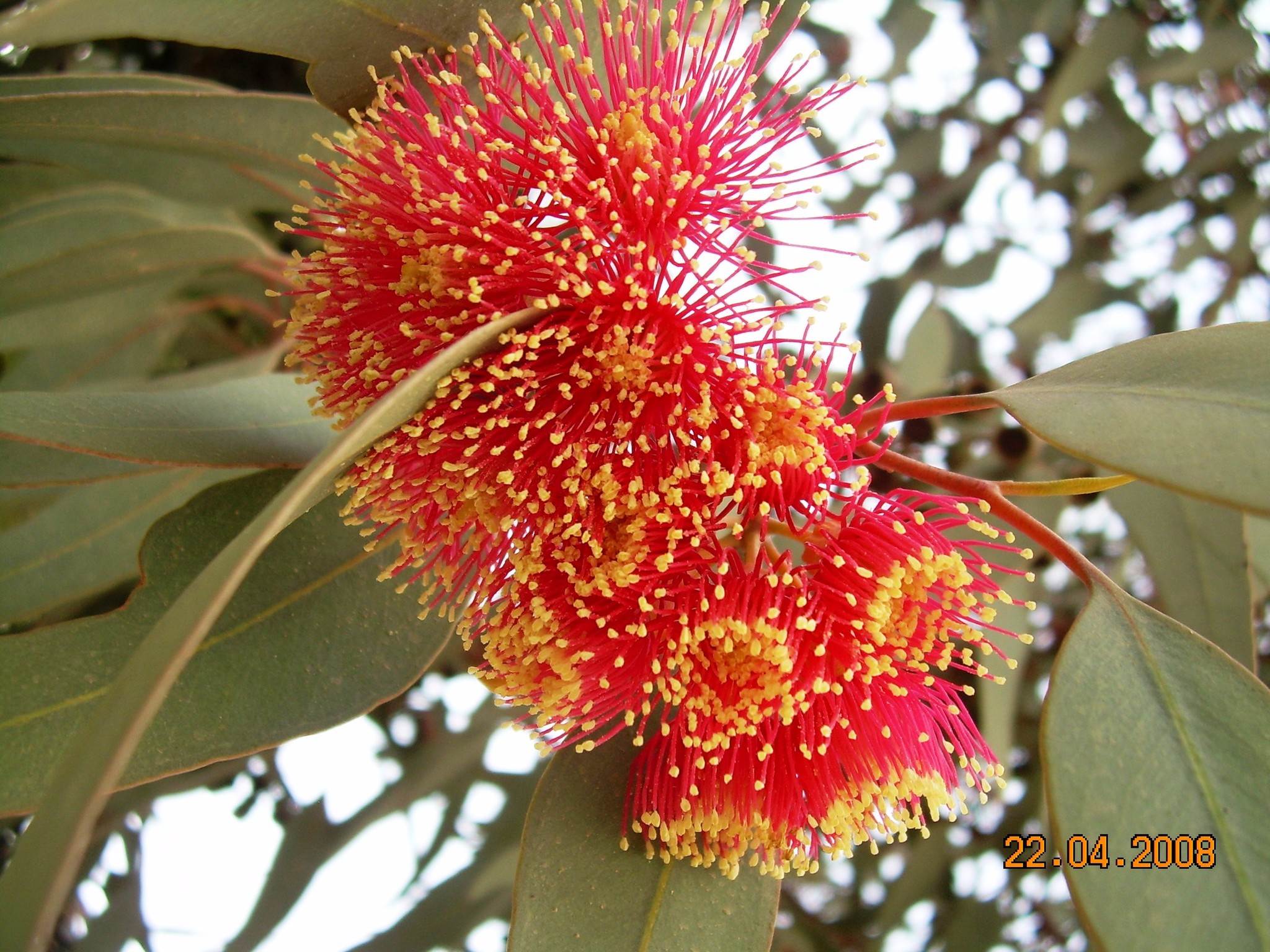 Eucalyptus rhodantha