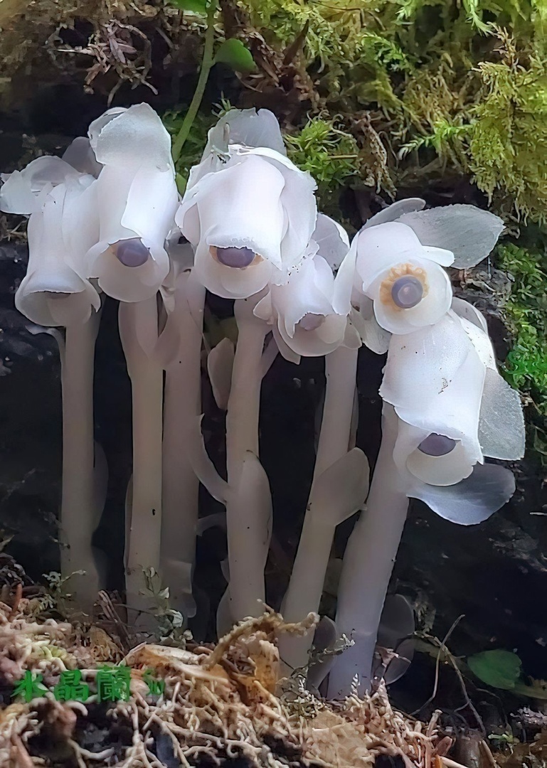 Подъельник (Monotropa)