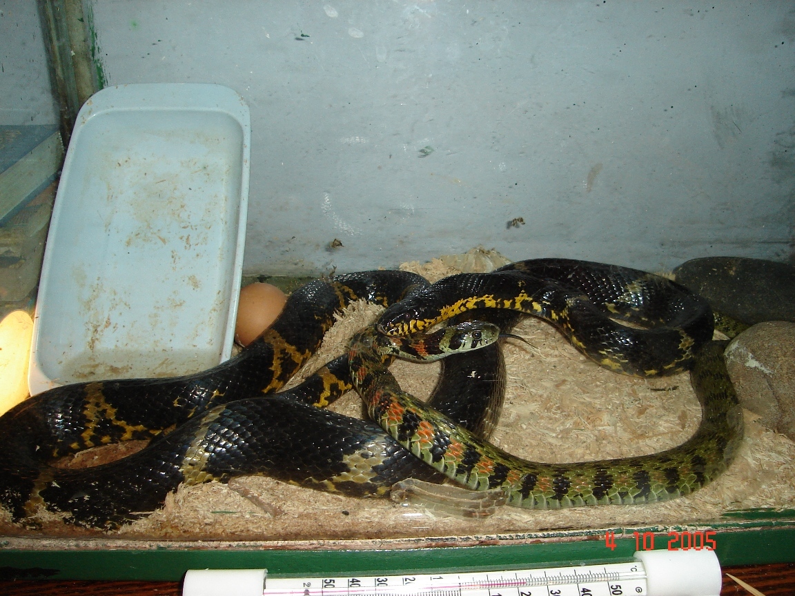 Змеи приморского края фото с описанием