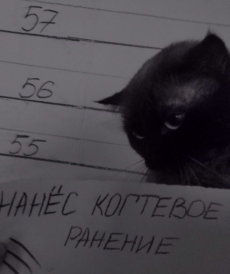 Кот преступник картинки