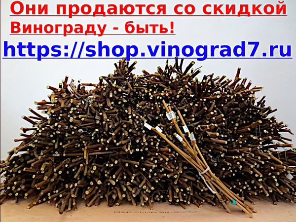 Начали ставить черенки винограда на укоренение. Совсем скоро будут маленькие хорошенькие корешочки и росточки Сейчас черенки полные жизненных сил и энергии вырасти в красивые и сильные саженцы- ты уже купил черенки по мегаскидкам? А они ждут тебя. https://shop.vinograd7.ru/