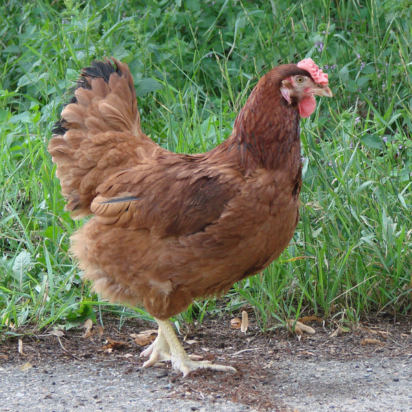 Курицы издают смысловые звуковые сигналы, и их около десятка.