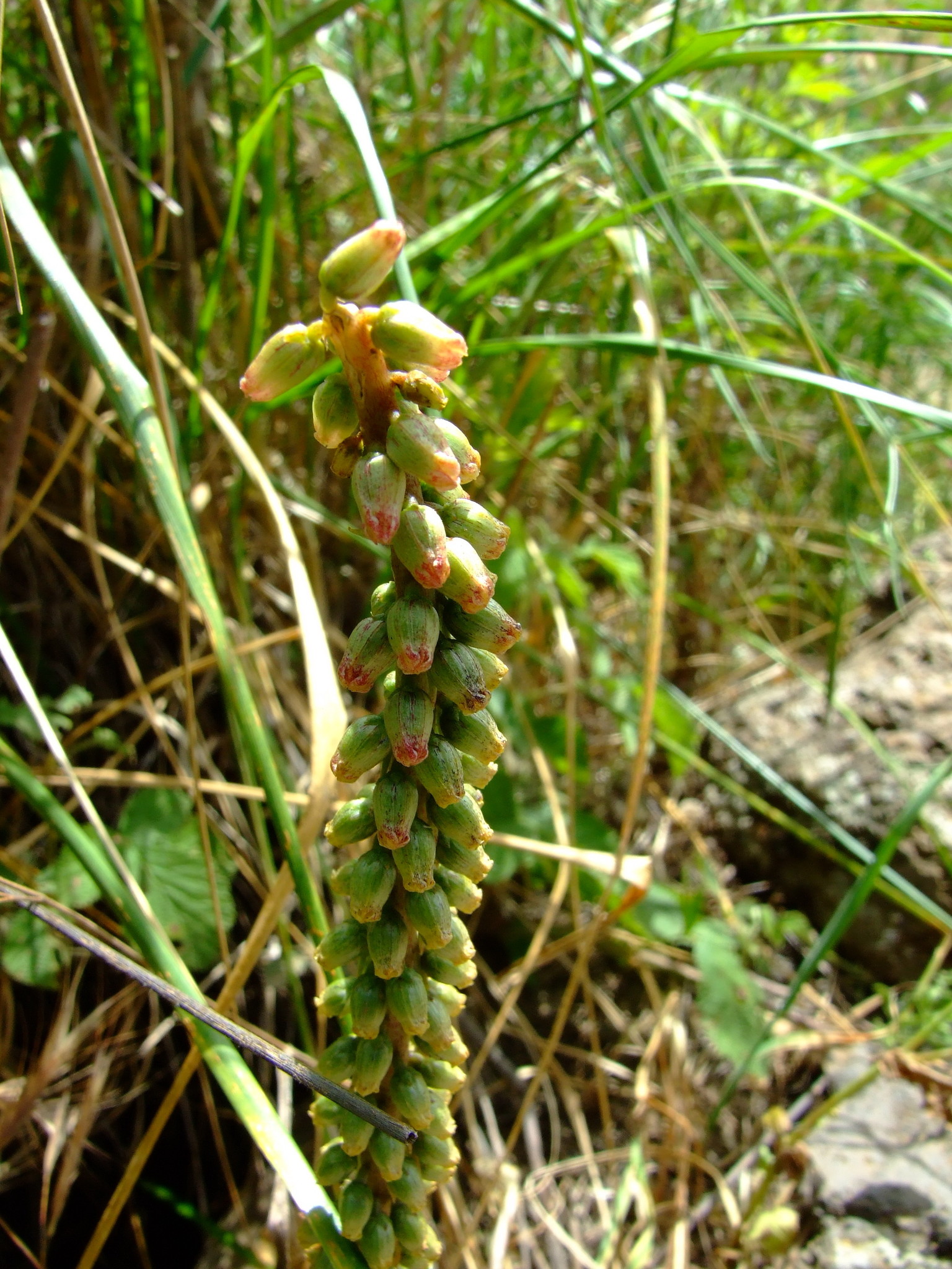 Umbilicus intermedius