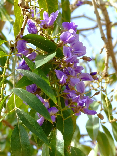 Болюсантус изящный, Африканская глициния  
Bolusanthus speciosus
Семейство: Бобовые / Стручковые / Мотыльковые (Faboideae / Leguminosae / Papilionaceae)
Происхождение: Южная Африка

