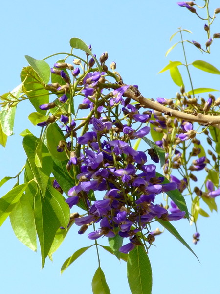 Болюсантус изящный, Африканская глициния  
Bolusanthus speciosus
Семейство: Бобовые / Стручковые / Мотыльковые (Faboideae / Leguminosae / Papilionaceae)
Происхождение: Южная Африка

