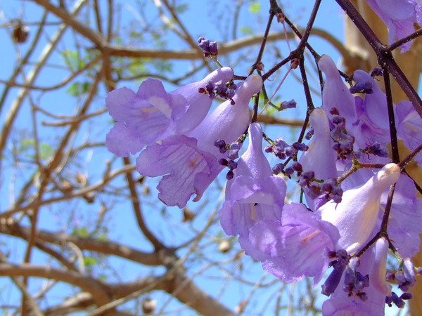 Жакаранда мимозолистная
Jacaranda mimosifolia, Jacaranda mimosafolia, Jacaranda acutefolia
Семейство: Бигнониевые (Bignoniaceae)
Происхождение: Центральная Америка

