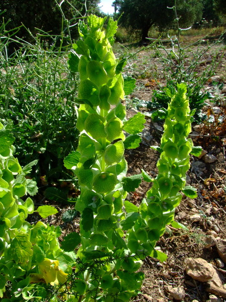 Молюцелла гладкая
Moluccella laevis 
Семейство: Яснотковые / Губоцветные (Lamiaceae / Labiatae)
Происхождение: Восточное Средиземноморье 

