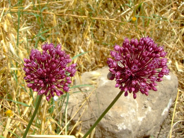 Лук жемчужный, Лук виноградный
Allium ampeloprasum
Семейство: Луковые / Лилейные / Гиацинтовые (Alliaceae / Liliaceae / Hyacinthaceae)
Происхождение: Средиземноморье

Существуют две версии происхождения названия рода. Одни исследователи считают, что род обязан своим названием чесноку: в Древнем Риме чеснок называли Allium. Другие связывают происхождение этого родового названия с кельтским словом all - жгучий.  
