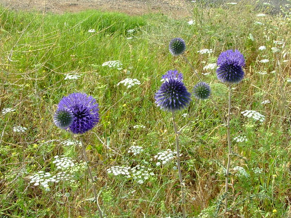 Мордовник шароголовый 
Echinops adenocaulos 
Ссемейство: Астровые / Сложноцветные 
(Asteraceae / Compositae)

Название:  происходит от греческих слов «echinos» - еж и «opsis» - похожий, по колючим листочкам обертки соцветий. 

