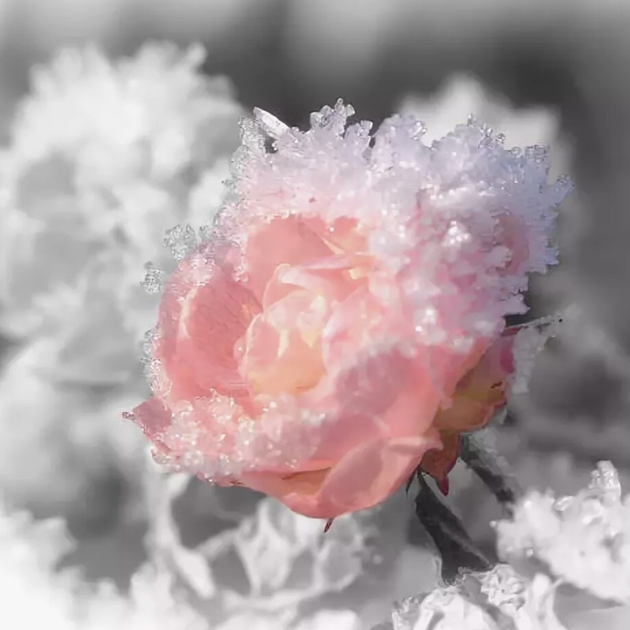 розы в снегу фото картинки