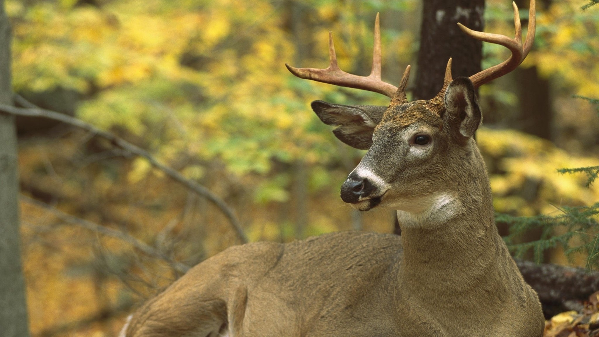 Воробей олень. Белохвостый олень (Odocoileus virginianus). Северная. Белохвостый. Олень. Лань в Северной Америке. Животные в лесу.