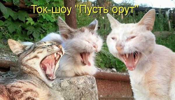 Фото с надписью пофиг